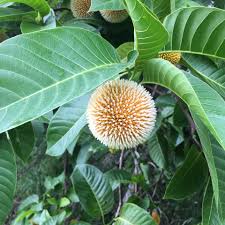 Image result for Copaifera baumiana