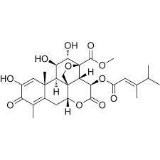 Image result for Brucea antidysenterica