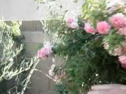 Check spelling or type a new query. Weeping China Doll Tree Rose Avi Youtube