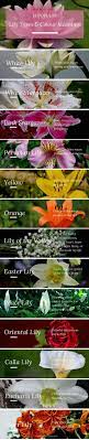 Funeral Flowers And Their Meanings The Ultimate Guide Funeral Flowers Tree Lily Flower Meanings