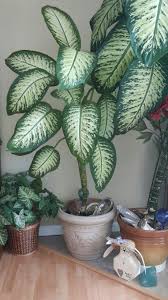 Http Houseplants Care Blogspot Com 2006 08 Dieffenbachia Dumb Cane Plant Care Html M 1 House Plant Care Houseplants Big Indoor Plants
