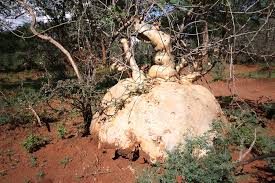 Image result for Pyrenacantha