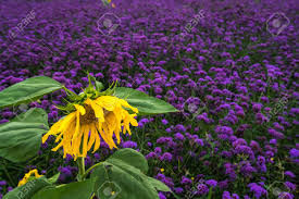 Check spelling or type a new query. Sunflower And Purple Flowers Stock Photo Picture And Royalty Free Image Image 85559628