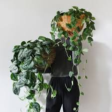 The Differences Between These Confusingly Similar Plants Chinese Money Plant Pretty Plants Pothos Plant