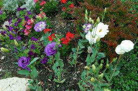 Image result for eustoma lisianthus in garden