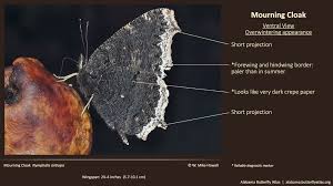 Check spelling or type a new query. Mourning Cloak Alabama Butterfly Atlas