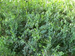 Image result for Dovyalis zeyheri