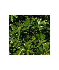 Image result for Warburgia