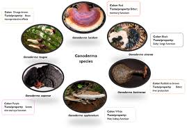 Image result for Ganoderma lucidum