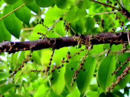 Image result for Phyllanthus polyspermus