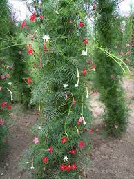 Image result for Ipomoea quamoclit