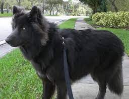 26 Ideeen Over Blue Bay Shepherd Honden Duitse Herders Herder
