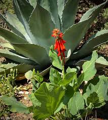 Image result for Erythrina zeyheri