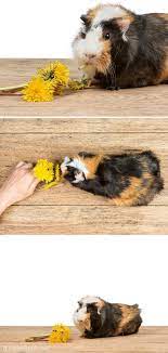 Pin On Guinea Pigs