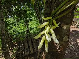 Image result for Canavalia gladiata