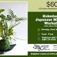 Kokedama- Japanese Moss Ball Workshop with Alice Stimson