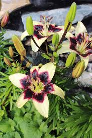 Types of yellow lily flowers. 27 Of The Best Lily Varieties Gardener S Path