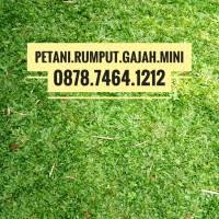 Setelah mengikuti tips cara menanam rumput gajah mini dengan baik dan benar, rumput gajah mini akan tumbuh subur dan lebat seperti yang kita harapkan. Jual Rumput Gajah Mini Terbaik Harga Murah July 2021 Cicil 0