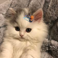 Pin By Jimena Mekbel On Cuties In 2020 Cute Baby Cats Cute Baby Animals Baby Cats