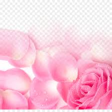 Misalnya saja, ganti background menjadi merah dan lainnya. Taman Mawar Pink Kelopak Gambar Png
