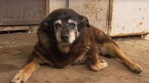 World S Oldest Dog Maggie Dies Peacefully Sleeping In Her Basket Old Dogs Australian Sheep Dogs Dog Died