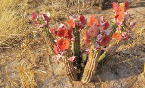 Image result for Hoodia currorii