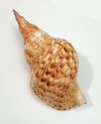 Pin On Caribbean Shells And Marine Life