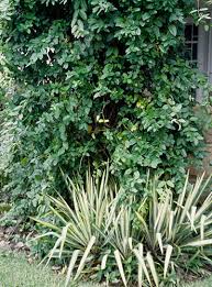 Image result for Hesperantha longicollis