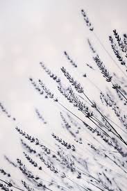 Lavender Plant Flower Wallpaper Iphone Wallpaper Samsung Wallpaper