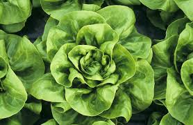 Not only does it look gorgeous in the garden, but these leaves look great on your plate. 16 Types Of Lettuce Varieties