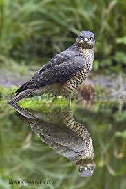 Birds Of Prey Blu Ray Release Date Uk Birds Of Prey Mark Hancox Bird Photography Birds Of Prey Beautiful Birds British Birds Identification