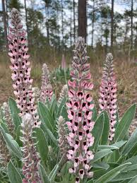 Image result for Lupinus mexicanus