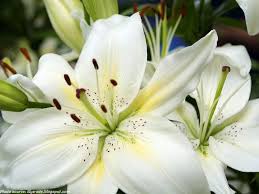Image result for lilies