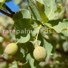 Image result for Commiphora africana