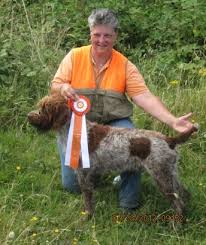 Find a 2021 wirehaired pointing griffon calendar for sale on free dog listings. Korthals Griffon Puppies