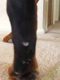 What Should I Do About My Dog S Fire Ant Bites Fire Ant Bites Ant Bites Fire Ants