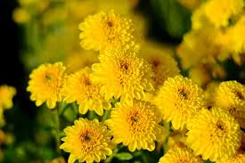 Image result for Chrysanthellum