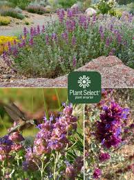 Image result for Salvia