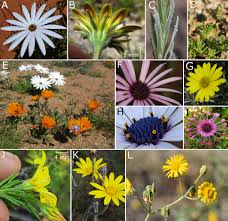 Image result for Philyrophyllum schinzii