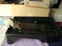 How To Create A Pet Rat Play Area Pet Rats Pet Rodents Small Pets