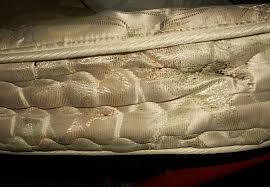 Throw bee in toilet and flush. Don T Discard Bed Bug Infested Furniture Colonial Pest Control