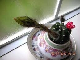 The coral cactus flower is tiny and not much to look at, but may be pink or purple in coloration if a flower appears. Accidental Blogger Cactus Flower