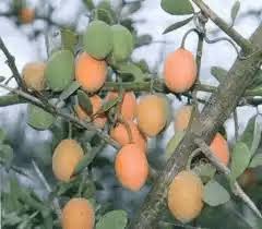 Image result for Balanites pedicellaris