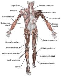 Body • use a variety of anatomical terms to describe a moving body during physical activity the bony framework upon which the rest of the body is built. Types Of Muscle Tissue Ck 12 Foundation