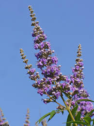 Image result for Vitex mombassae