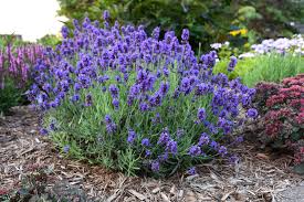 Wayfair.com has been visited by 1m+ users in the past month Gear Up For The Year Of The Lavender 27 East