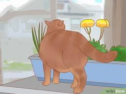 We use cookies to give you the best experience. 3 Ways To Prevent Cats From Eating Plants Wikihow