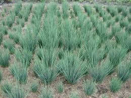 An adaptable species, will thrive in moist soils, even shallow water but once established tolerates dry conditions too. Juncus Patens Sevenoaks Native Nursery