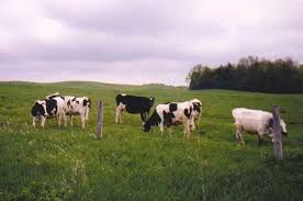 Clearly he is familiar with those cows and knows they will not hurt him. Don T Throw The Cow Out With The Feedlot Resilience