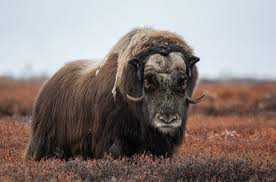 1.1k views · december 15, 2020 The Musk Ox Code Of Conduct Dovrefjell Sunndalsfjella Nasjonalpark